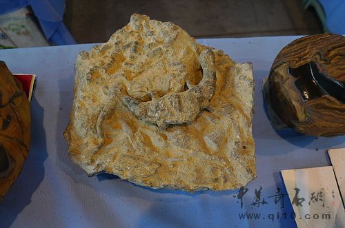 090711昆明石博会J057珊瑚化石打磨粘贴盐酸处理制作的恐龙化石1-2.JPG