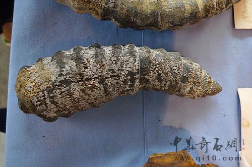 090711昆明石博会J056珊瑚化石仿打磨制作的羊角化石1-2.JPG